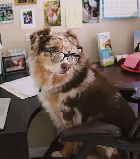 Services- Pet Grooming