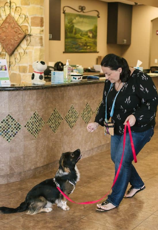 Basic Obedience Class