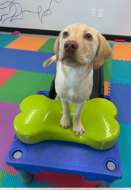 Puppy Preschool