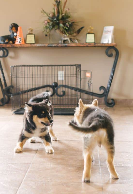 Puppy Start Right Class